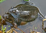 Frogs mating.jpg