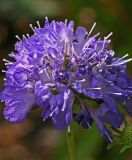 scabious.jpg