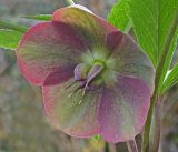 lenten rose 3.jpg