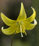 erythronium pagoda 2.jpg