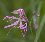 ragged robin.jpg