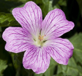 Geranium.jpg