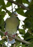 Thick-billed Green Pigeon - male -- sp 111