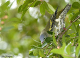 Thick-billed Green Pigeon - female -- sp 111