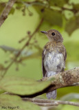 Hill Blue Flycatcher - juvenile -- 2008