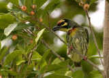 Coppersmith Barbet -- sp 18