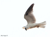 Black-winged Kite