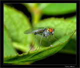 Long Legged Fly