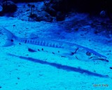 Great Barracuda