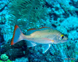 Mahogany Snapper