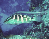 Nassau Grouper  and Trumpetfish