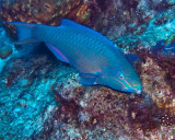 Parrotfish