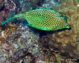 Scrawled Cowfish