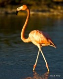 Flamingo found in Blue Hills lagoon