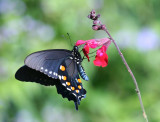 Pipevine Swallowtail, Warbler Woods