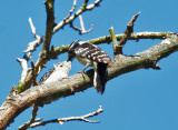 Downy Woodpecker Feeding Chick