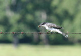 Eastern Kingbird