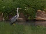 Grey Heron.JPG