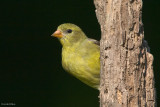 7B7D6333.jpg