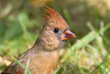 7B7D9426.jpg