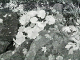 ASTABULA_09_24_08_002.JPG