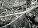 ASTABULA_09_24_08_003.JPG
