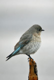Female Blue Bird