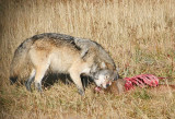 Wolf on carcass