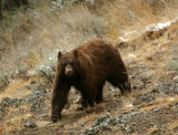 Cinnamon phase black bear