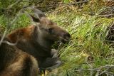 Moose calf