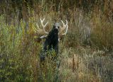 Flehming bull moose