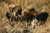 2 bulls sparring