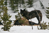 Black wolf on an elk carcass