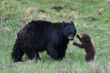 Rosie listeningto one of her cubs