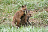 Playing fox kits