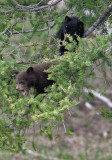 Cubs in a tree