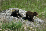 Rosies cubs