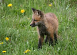 Fox kit