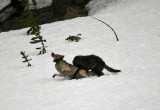Wolves playing in the snow
