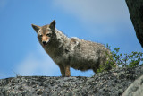 Coyote on the lookout