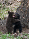 Wrestling cubs