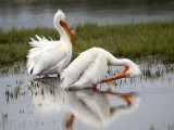 Preening pelicans