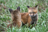 Fox kits