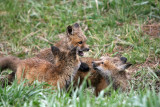 Fox kits