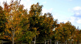 jflavin_autumn-colour 3_0619.jpg