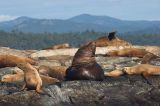 Sea lions