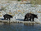 Two Bears