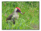 Grnspecht / Green Woodpecker / Picus viridis