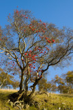 mountainash-ACR.jpg