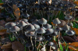 fungus-autoiso-1600-dngACR.jpg